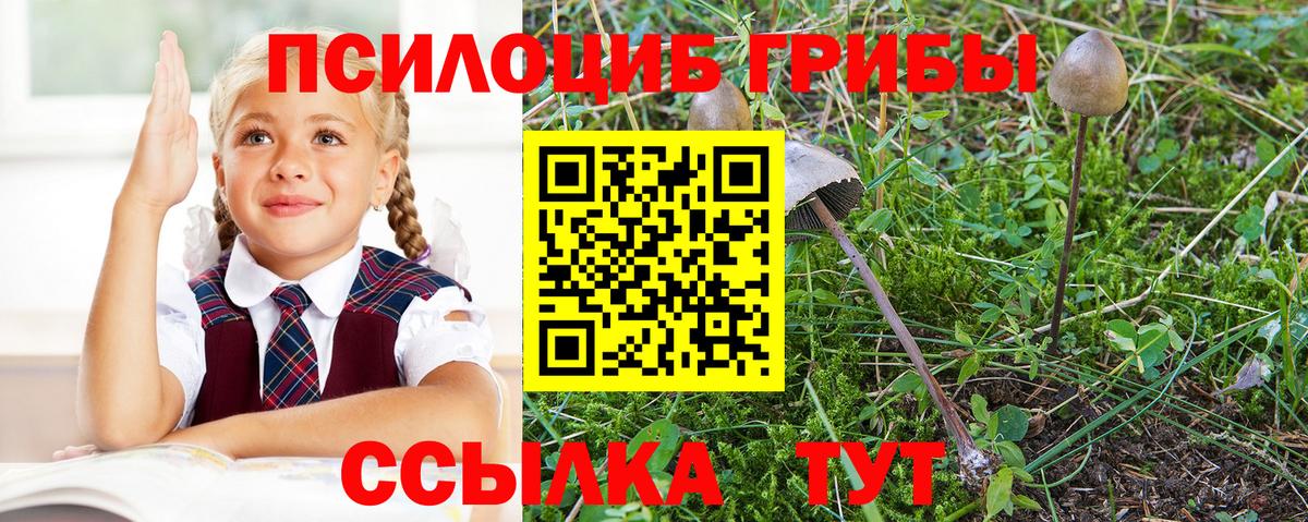 Псилоцибиновые грибы Psilocybe Серпухов